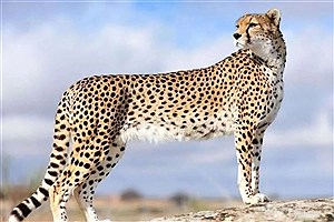 تلاش شبانه‌روزی محیط‌بانان قزوین ثمر داد؛ رؤیت پلنگ جوان ایرانی در طارم