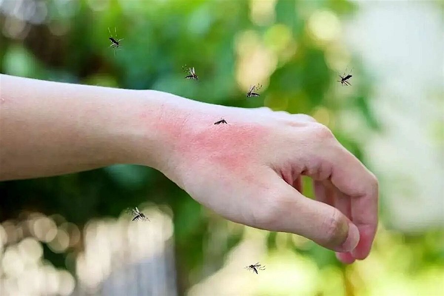 این ۵ گیاه معطر پشه‌ها را از شما دور می‌کنند