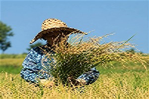 قیمت برنج تازه ۱۴۰۵ چقدر است؟ | پیش‌بینی قیمت برنج امسال | شالی گستر عطراگین