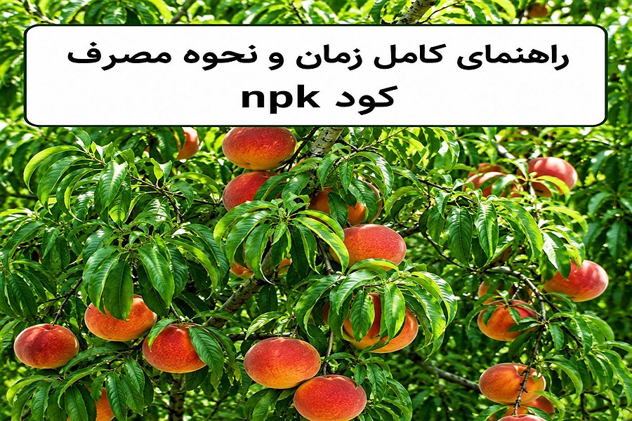راهنمای کامل زمان و نحوه مصرف کود NPK برای افزایش حداکثری محصول