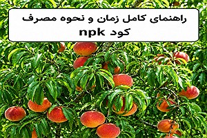 راهنمای کامل زمان و نحوه مصرف کود NPK برای افزایش حداکثری محصول