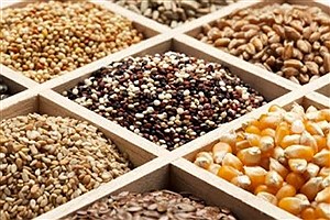 بانک کشاورزی ۶۰ هزار میلیارد ریال تسهیلات بذر پرداخت کرد