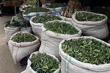 تصویر رونق بازار &quot;گیاهان کوهی&quot; در ارومیه