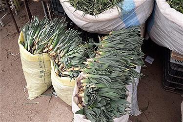 تصویر رونق بازار &quot;گیاهان کوهی&quot; در ارومیه