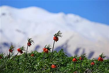تصویر لاله‌های واژگون دامنه کوه‌های مرگور ارومیه