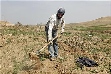 تصویر تلاش باغداران «توپ آغاجی» در خشک‌ترین سال