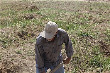 تصویر تلاش باغداران «توپ آغاجی» در خشک‌ترین سال