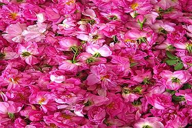 تصویر تولید گل محمدی در خراسان شمالی رونق اشتغال‌ و صادرات