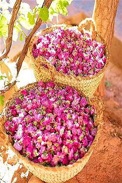 تصویر تولید گل محمدی در خراسان شمالی رونق اشتغال‌ و صادرات