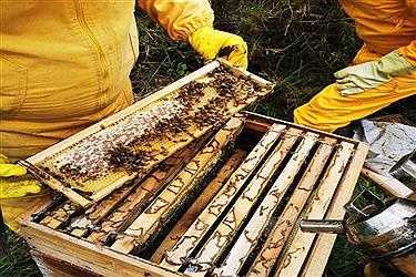 تصویر تولید عسل در خراسان شمالی