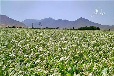 تصویر گزارش تصویری از مزارع گشنیز در شهرستان دلفان