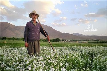 تصویر گزارش تصویری از مزارع گشنیز در شهرستان دلفان