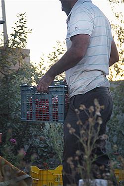 تصویر رب گیری محلی؛ آئینی مصادف با خوش آمد گویی به پاییز