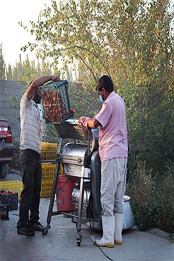 تصویر رب گیری محلی؛ آئینی مصادف با خوش آمد گویی به پاییز