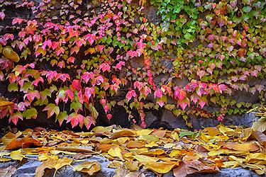 تصویر پاییز زیبا و خوش رنگ در شاندیز مشهد
