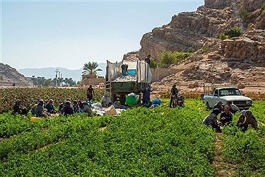 تصویر برداشت طلای سفید - استان فارس