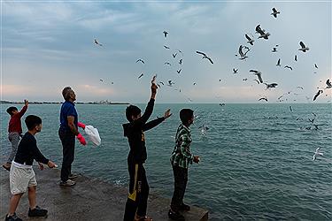 تصویر شالو‌های مهاجر میهمان خلیج فارس