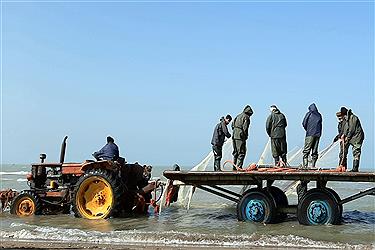 تصویر صید ماهی در شمال ایران از لنز دوربین پرسون