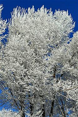 تصویر درختانی که یک شبه سفید پوش شدند