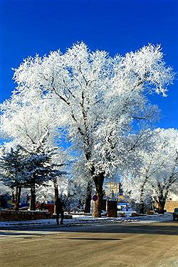 تصویر درختانی که یک شبه سفید پوش شدند