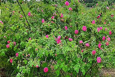 تصویر برداشت گل محمدی و گلاب گیری در ساری