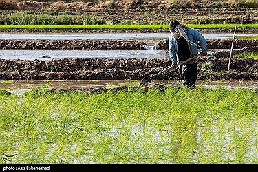 تصویر نشاء برنج در شهر ویسیان استان لرستان