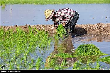 تصویر نشاء برنج در شهر ویسیان استان لرستان