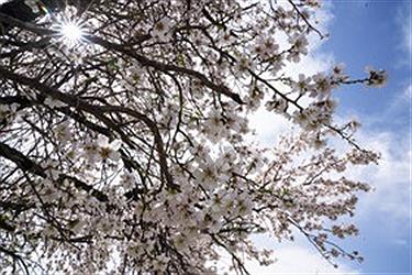 تصویر باز شدن زودهنگام «شکوفه‌های بهاری بادام»