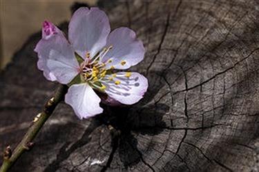 تصویر باز شدن زودهنگام «شکوفه‌های بهاری بادام»