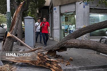 تصویر خسارت وزش باد شدید در تهران به روایت تصویر
