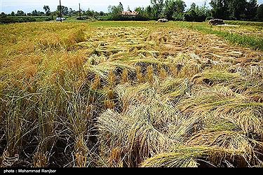 تصویر برداشت برنج در استان گیلان به روایت تصویر