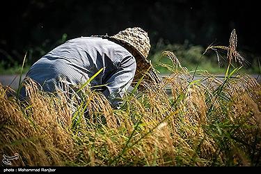تصویر برداشت برنج در استان گیلان به روایت تصویر