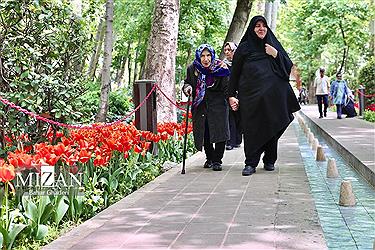 تصویر لاله‌های باغ ایرانی‎