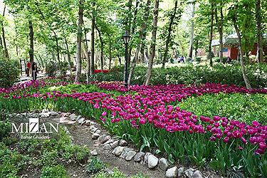 تصویر لاله‌های باغ ایرانی‎
