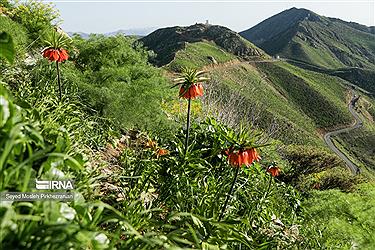 تصویر طبیعت بهاری کردستان