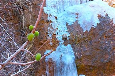 تصویر سرمای زمستانی شیراز با کم‌ترین بارش