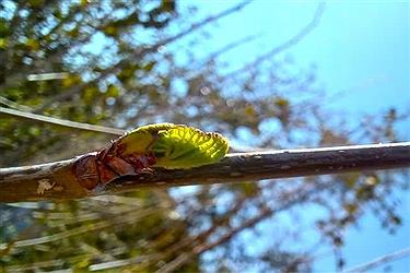 تصویر پایان اسفند و آغاز بهار در شیراز&#47; عکس ببینید