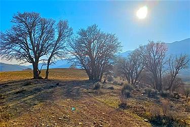 تصویر پایان اسفند و آغاز بهار در شیراز&#47; عکس ببینید