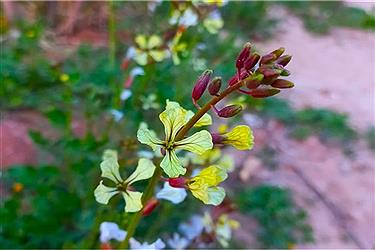 تصویر پایان اسفند و آغاز بهار در شیراز&#47; عکس ببینید