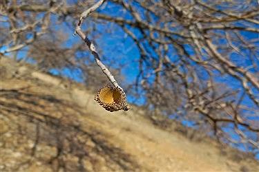 تصویر پایان اسفند و آغاز بهار در شیراز&#47; عکس ببینید