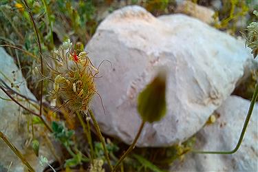 تصویر استان فارس و گزارش تصویری پُرسون از دل طبیعت در فصل بهار&#47; عکس ببینید