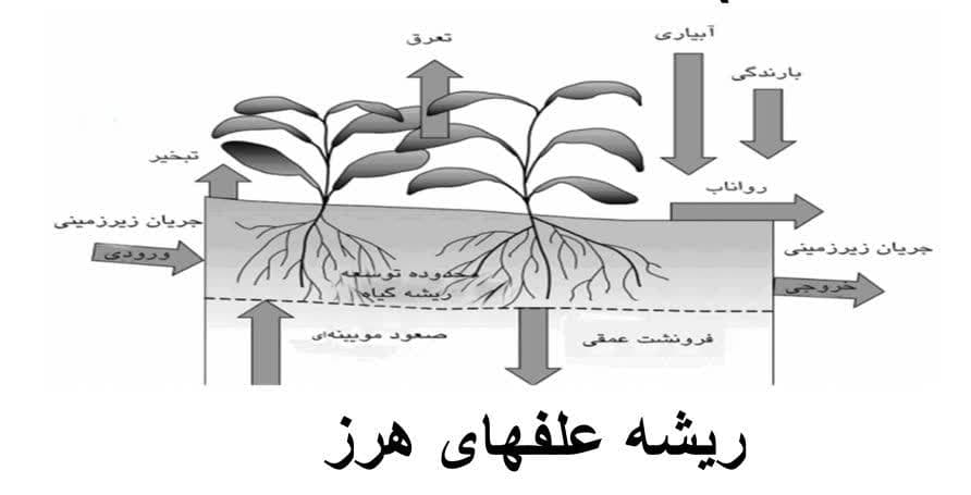 جنگل کاری اقتصادی ابداع و دستاورد متخصصان ایرانی