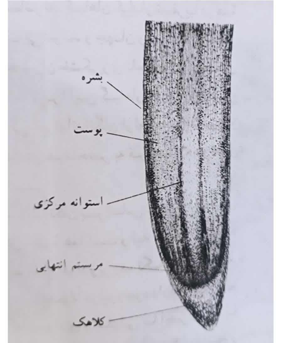 جنگل کاری اقتصادی ابداع و دستاورد متخصصان محیط زیست