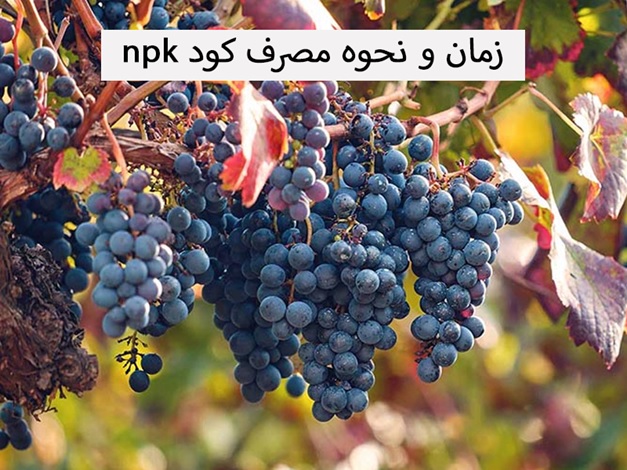 زمان و نحوه مصرف کود npk