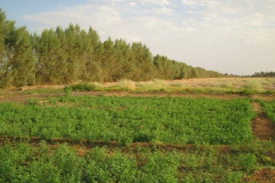 بادشکن راهکاری برای نجات آب و اقلیم ایران