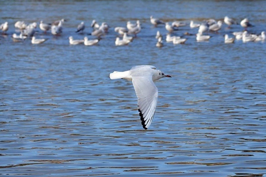 پرندگان مهاجر