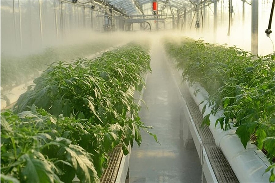 راهکارهای عملی برای کنترل رطوبت گلخانه