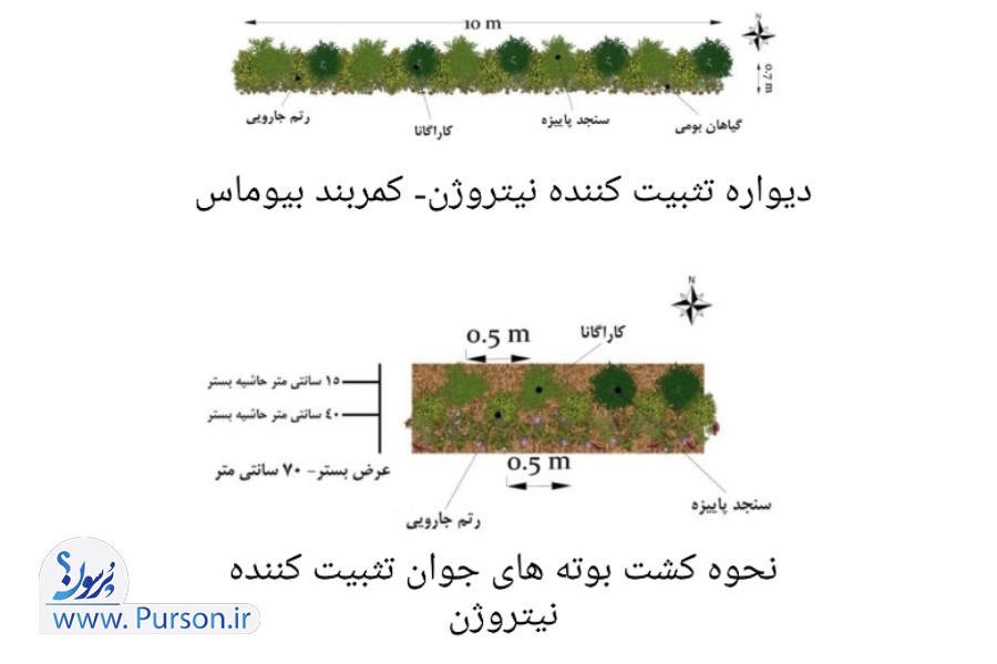 نحوه کشت بوته های جوان تثبیت کننده نیتروژن کاشت درخت سنجد