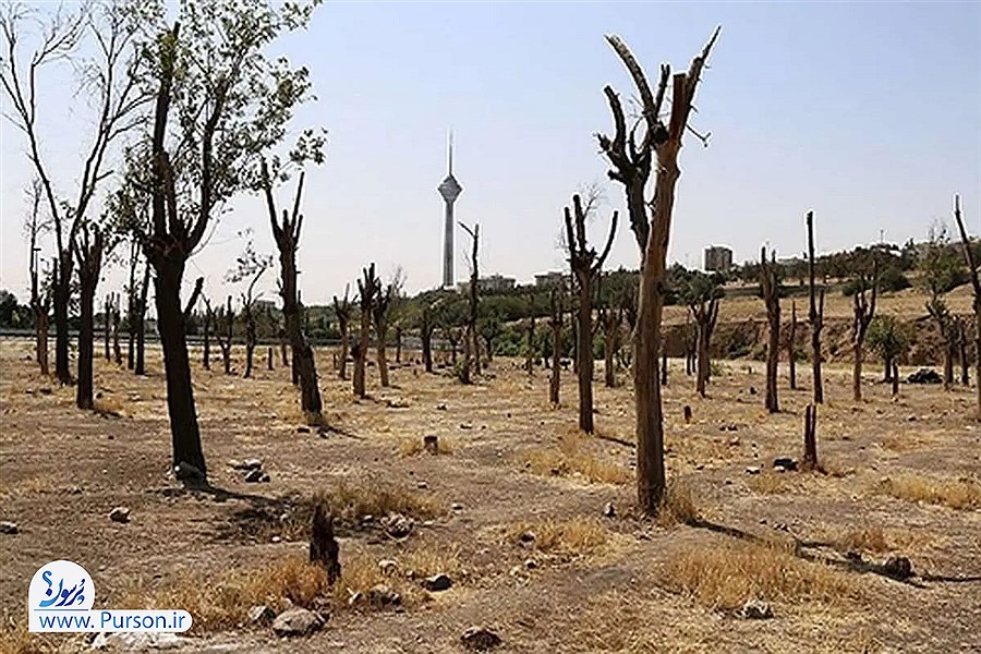 درختان پارک جنگلی چیتگر تهران؛ بررسی خشکیدگی درختان و نقش کاشت سنجد در احیای فضای سبز شهری