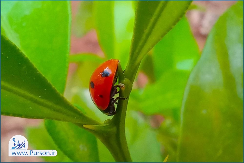 تبریک سیزده بدر عاشقانه و رسمی با عکس و متن